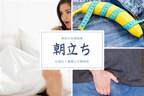 朝しこる|男性が朝立ちする理由と原因・朝立ちしない原因と解。